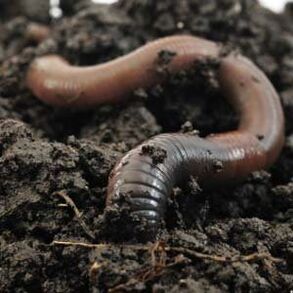 Running worms to increase member