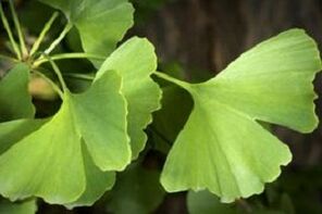 Ginkgo biloba leaves for penis growth